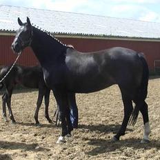 Dansk Varmblod Logo's Delicia RDH