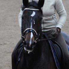 Dansk Varmblod Logo's Delicia RDH