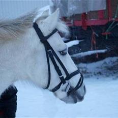 Welsh Pony (sec B) Dundee - (red) solgt!