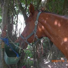 Anden særlig race Nirvana (Part)