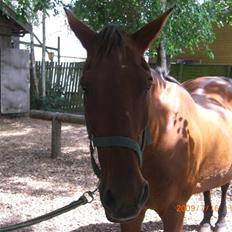 Anden særlig race Nirvana (Part)