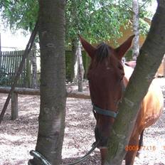 Anden særlig race Nirvana (Part)