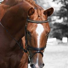 Trakehner Spanggaards Nairobi