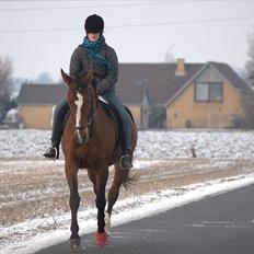 Trakehner †Freja Fifi RIP †