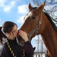 Trakehner †Freja Fifi RIP †