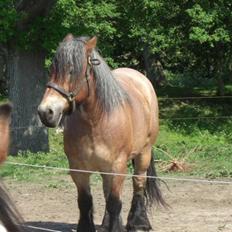 Belgier Acasia Svelena