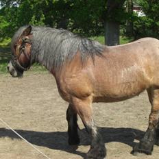 Belgier Acasia Svelena