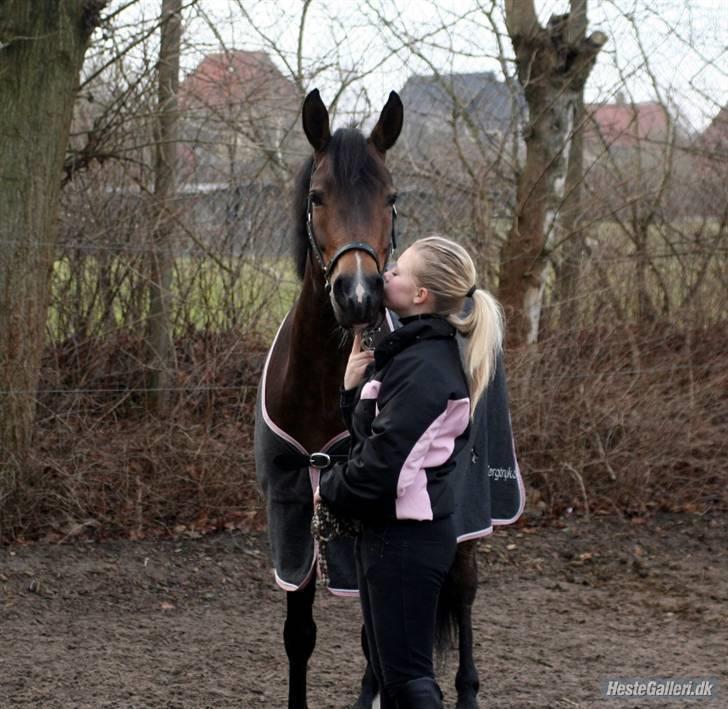 Tysk Sportspony Dolce *B-pony* Solgt :'( - Jeg elsker dig, min tulle. (L´ - efter træning  billede 2