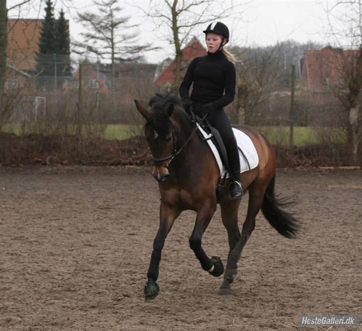 Tysk Sportspony Dolce *B-pony* Solgt :'( - Du er helt perfekt, ingen overgår dig. - Træning hjemme billede 3