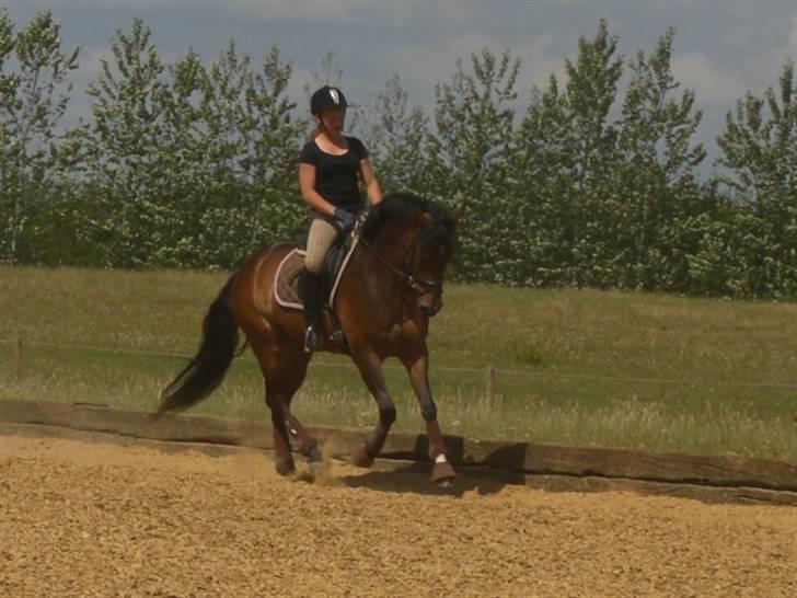 Tysk Sportspony Dolce *B-pony* Solgt :'( - Dolce du er det bedste der er sket for mig, du er mit livs optur. :) - Ferie uge hos Thomas D.  billede 4