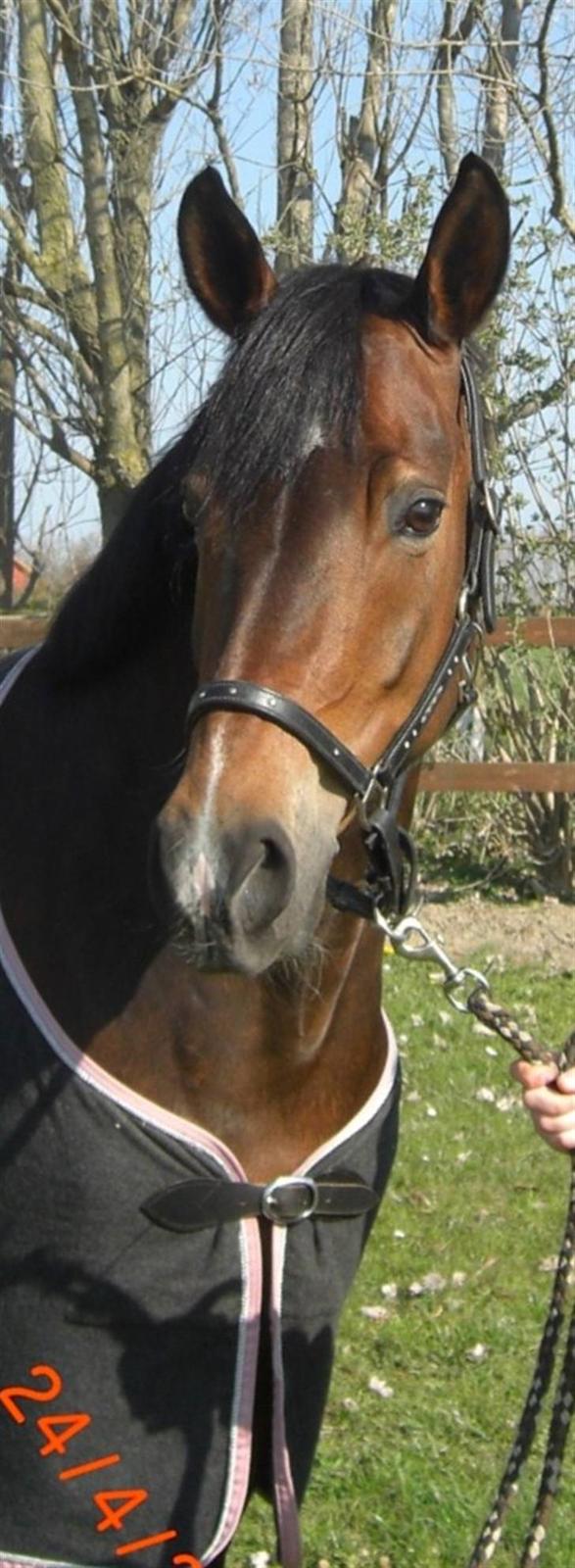 Tysk Sportspony Dolce *B-pony* Solgt :'( - MIN smukke pige & hun er kun min, jeg er stolt. :) - Solrød landsstævne billede 5