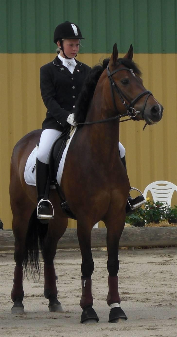 Tysk Sportspony Dolce *B-pony* Solgt :'( - FM, individuelt, elsker det billede.  billede 6