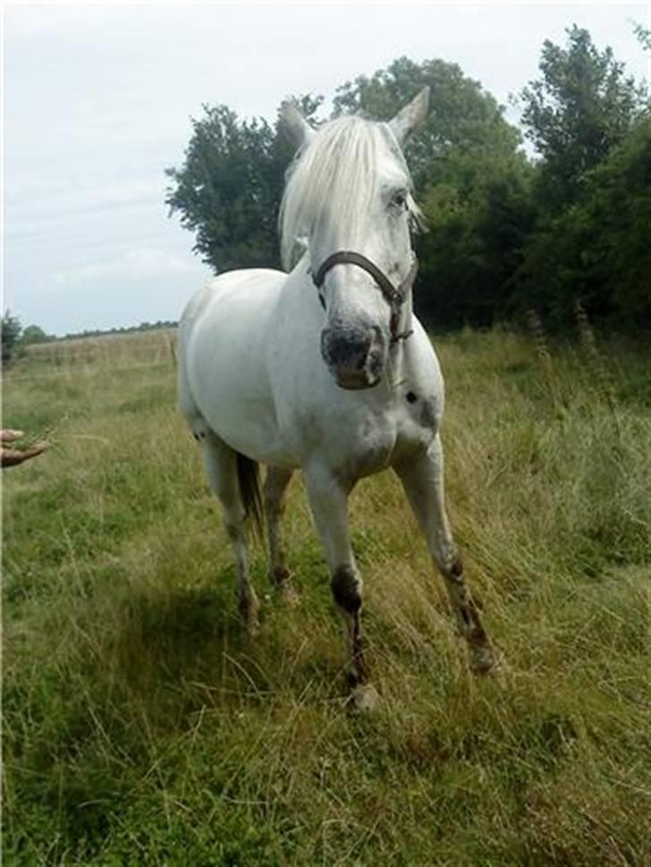 Knabstrupper Zenya Chanel SOLGT - SUKKERSØD :D billede 5