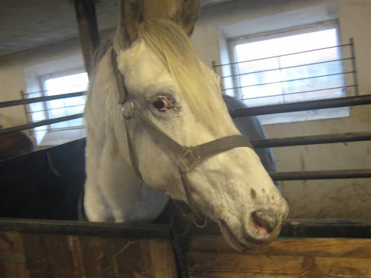 Knabstrupper Zenya Chanel SOLGT - Hehe øh Jjah billede 6