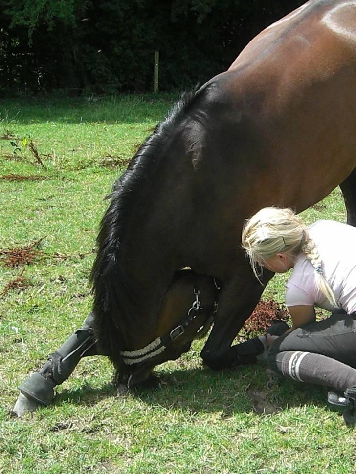 Tysk Sportspony Dolce *B-pony* Solgt :'( - Dullen, kan squ kunstner. :) ude på folden. :) billede 7