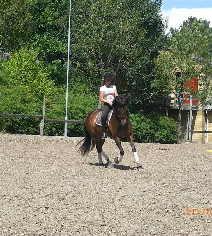 Tysk Sportspony Dolce *B-pony* Solgt :'( - Træning der hjemme, uden sadel, sidste dag i fjorten dage, Iloveyou babygiiirl billede 8