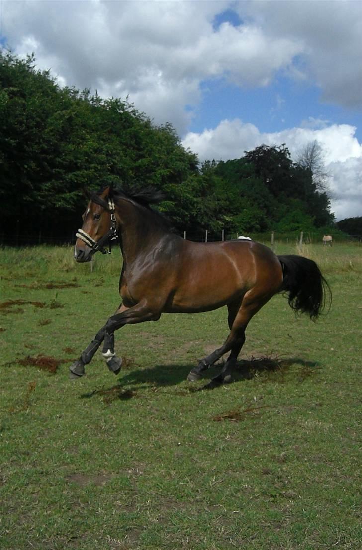 Tysk Sportspony Dolce *B-pony* Solgt :'( - min smukke pige, på folden :) billede 9