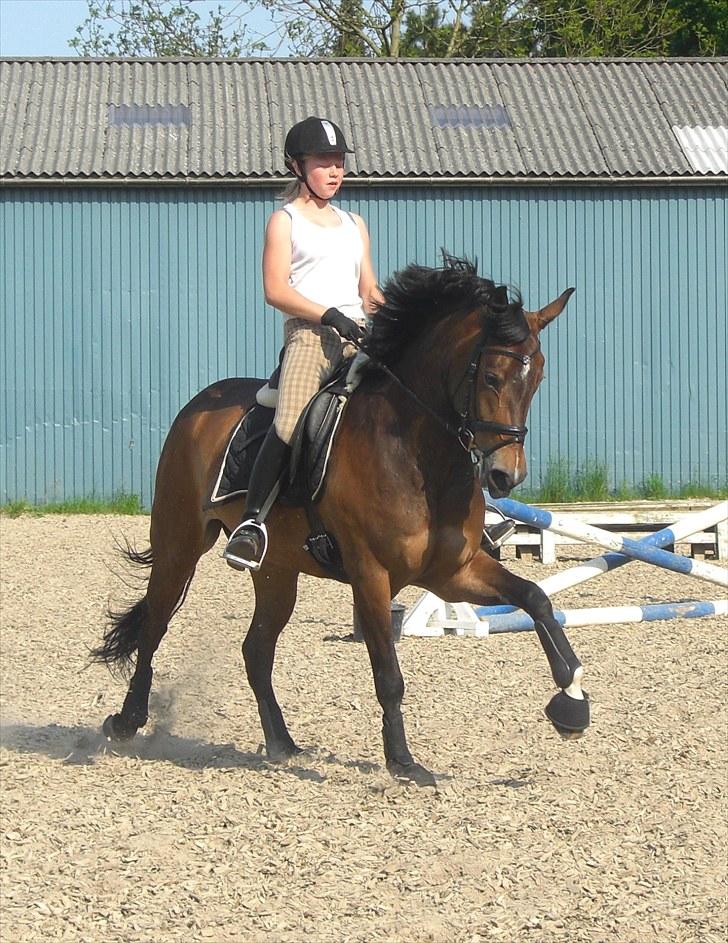 Tysk Sportspony Dolce *B-pony* Solgt :'( - Dolce jeg elsker dig, :)  - Du er en stjerne pony =) billede 10