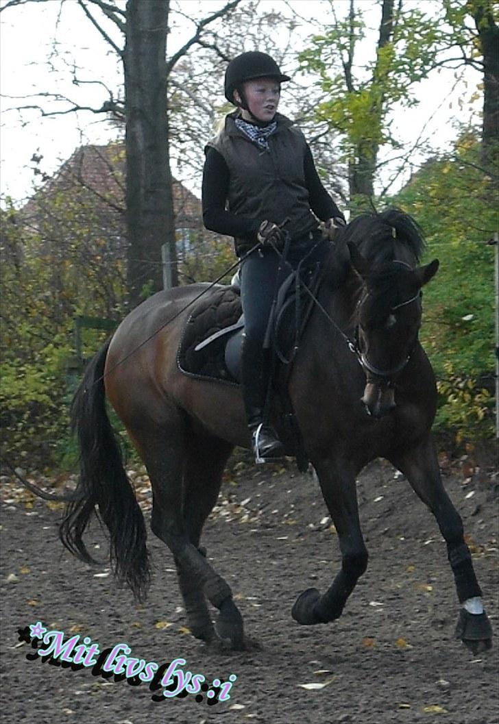 Tysk Sportspony Dolce *B-pony* Solgt :'( - Dolce træning 25/10/09 ♥ billede 11