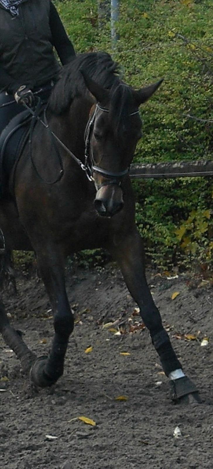Tysk Sportspony Dolce *B-pony* Solgt :'( - Dolce træning 25/10/09 ♥ billede 12