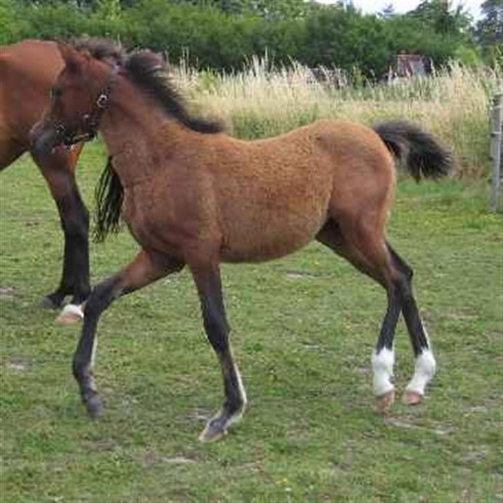 Arabisk fuldblod (OX) É¨xtravaganza | PASSEDE | billede 5