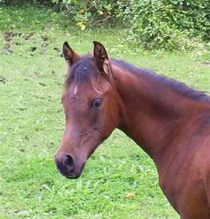 Arabisk fuldblod (OX) É¨xtravaganza | PASSEDE | billede 9