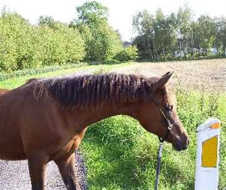 Arabisk fuldblod (OX) É¨xtravaganza | PASSEDE | billede 10