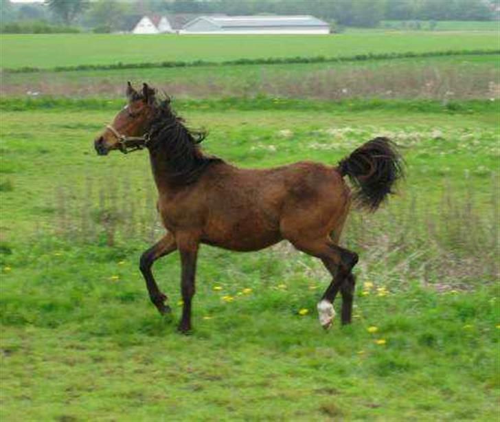 Arabisk fuldblod (OX) É¨xtravaganza | PASSEDE | billede 12