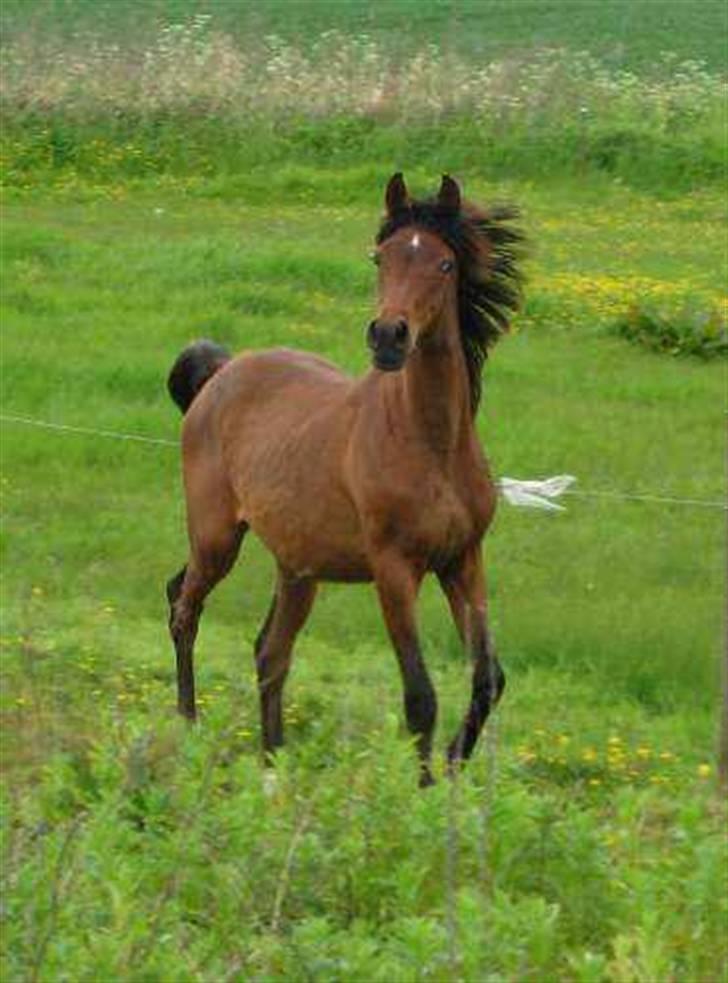 Arabisk fuldblod (OX) É¨xtravaganza | PASSEDE | billede 14