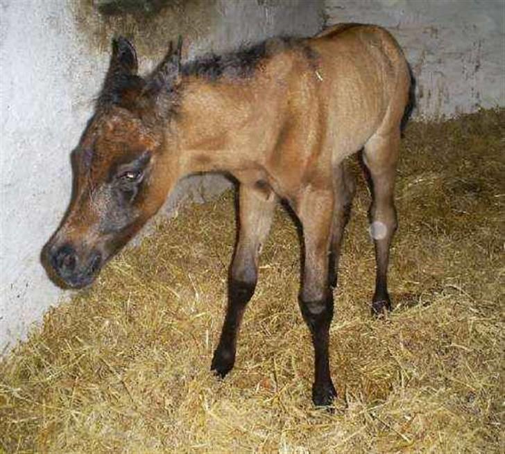 Arabisk fuldblod (OX) É'pifani | PASSEDE | billede 1