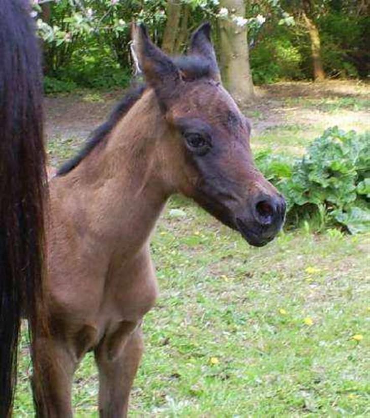 Arabisk fuldblod (OX) É'pifani | PASSEDE | billede 3