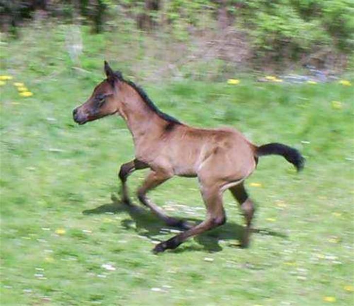 Arabisk fuldblod (OX) É'pifani | PASSEDE | billede 6