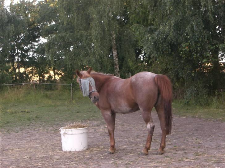 Connemara Nelly (sendt tilbage)  - Nelly har fået øje på noget:) billede 14