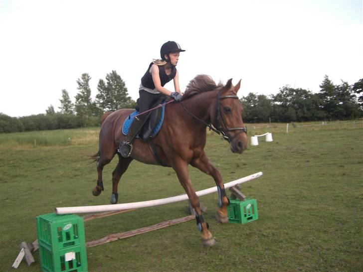 Connemara Nelly (sendt tilbage)  - lidt springning der hjemme = ] billede 15