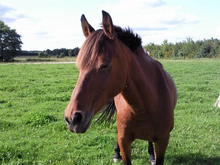 Anden særlig race Lotte R.I.P 19/10  -  Solbadning :D  Foto Mig billede 3