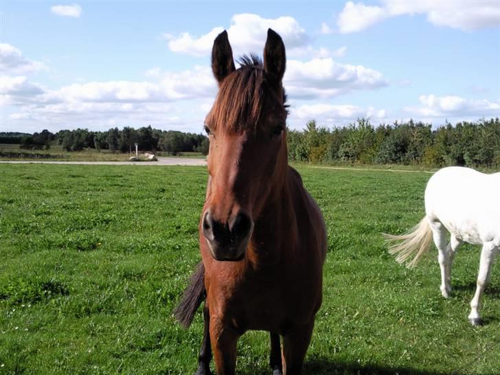 Anden særlig race Lotte R.I.P 19/10  - På fold :) Foto Mig billede 4