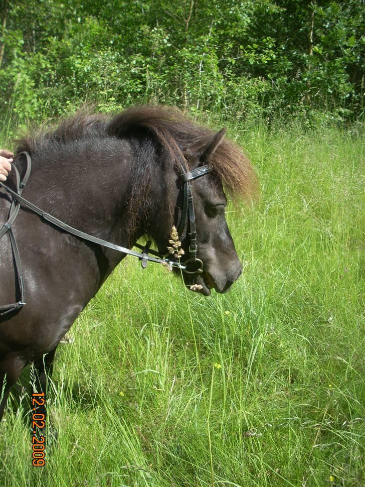 Shetlænder Tarzan - ja han kan da også gå fint (har ikke redet så meget i dette øjeblik XD) billede 15