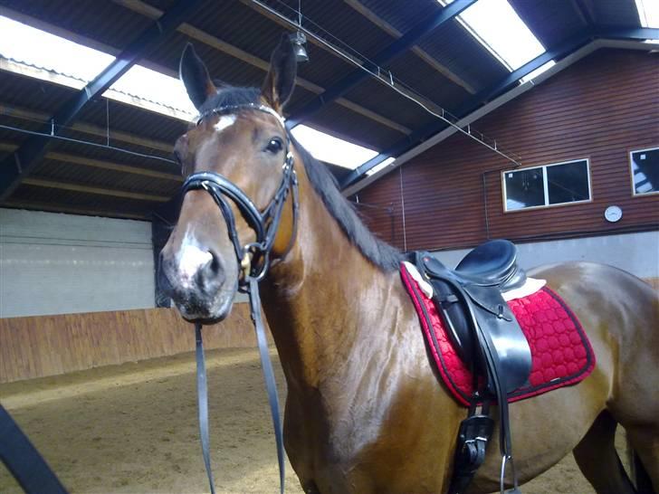 Dansk Varmblod Egelunds Seven R.I.P<3 billede 6