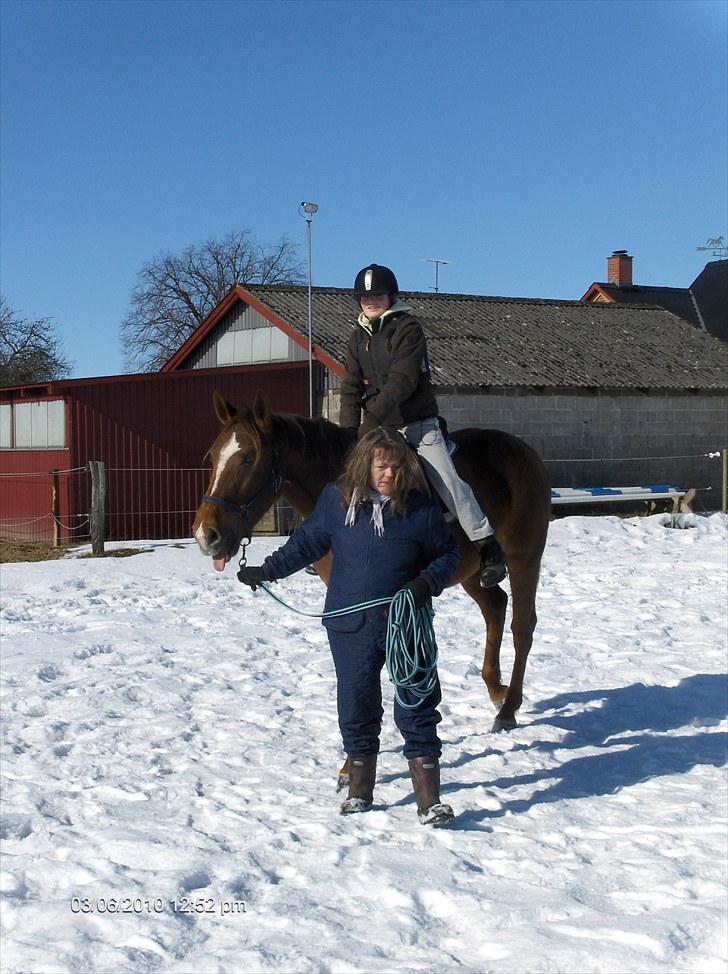Dansk Varmblod Last Lya - Med rytter for første gang! billede 10