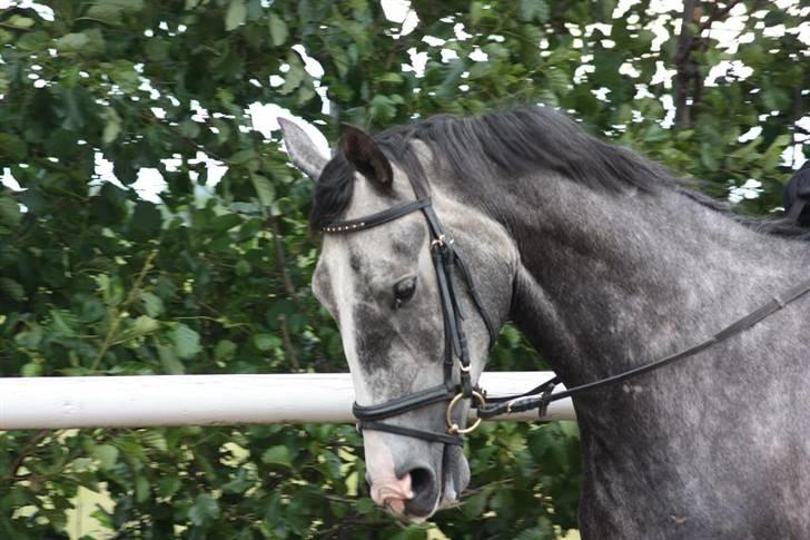 Dansk Varmblod Holkjærs Diablo billede 3