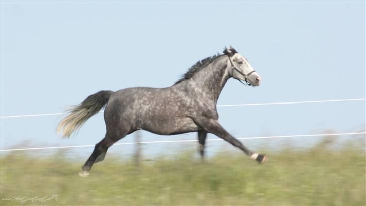 Dansk Varmblod Holkjærs Diablo - en hel galop hest billede 4