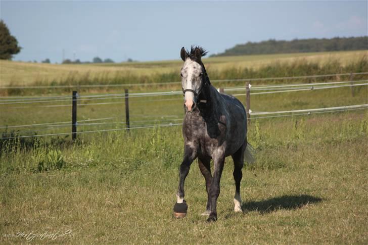 Dansk Varmblod Holkjærs Diablo - sidste dag fillur levede, diablo havde ikke gået på hold med ham i en måned og har gået på fold med ham, ½ af hans liv. så han blev bare så glad for at komme ud med ham, men desværre var det fillurs sidste dag her på jorden <3 :´( billede 5