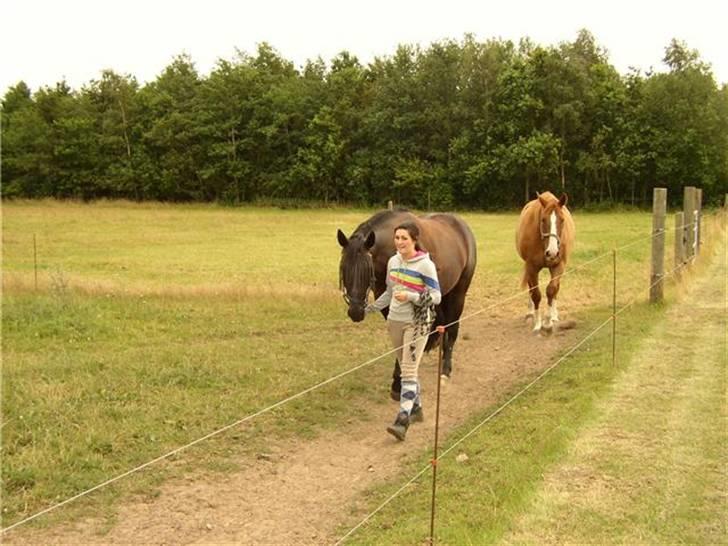Traver Imaraq (Immer) - Imer der bliver hentet inf´d fra folden:) Hans BEDSTE ved Centauer i baggrunden.. billede 5