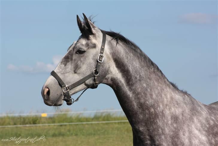 Dansk Varmblod Holkjærs Diablo billede 6