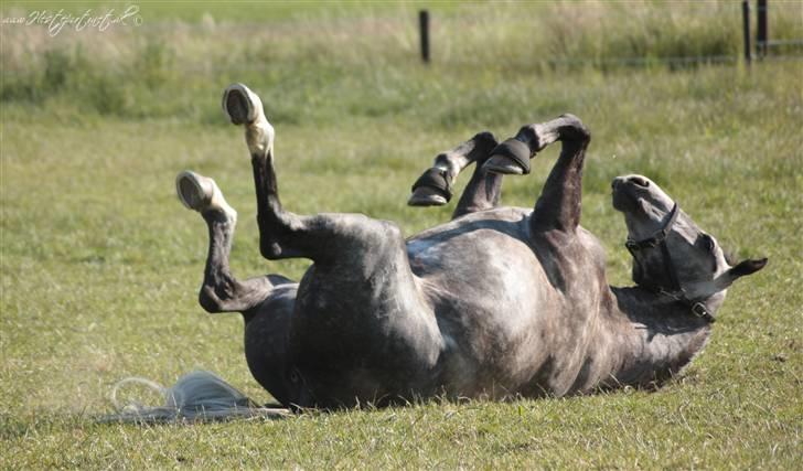Dansk Varmblod Holkjærs Diablo - det er så skønt billede 7