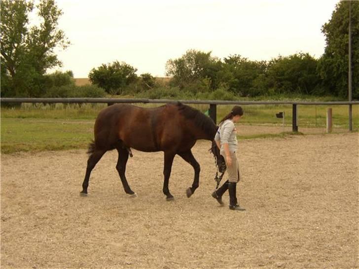 Traver Imaraq (Immer) billede 12