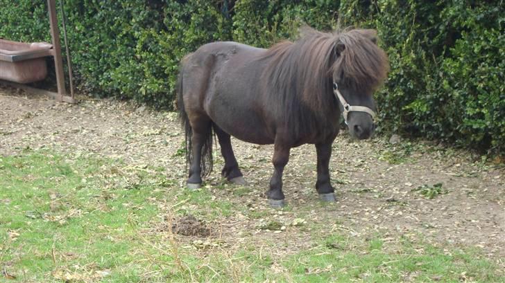 Miniature Lille Rosa* farmors pony* - hun står jo såå fin! billede 11