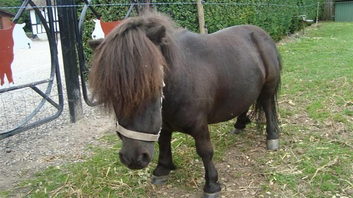 Miniature Lille Rosa* farmors pony* - den dag ville hun gerne fotograferes billede 12