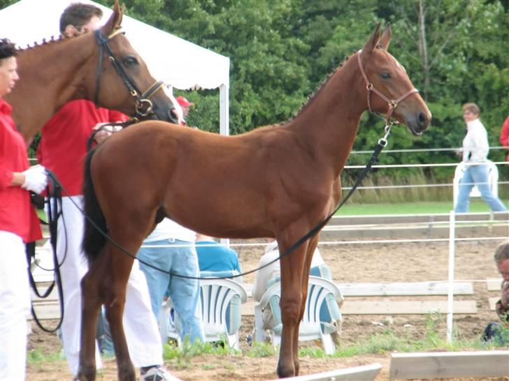 Dansk Varmblod Pindborgens Cactus solgt - så har vores lille mand været til følskue, han blev den bedste i det hold med en rigtig fin bedømelse ;) 8 i helhed 8 i type og 8 i  rammer ;) billede 10