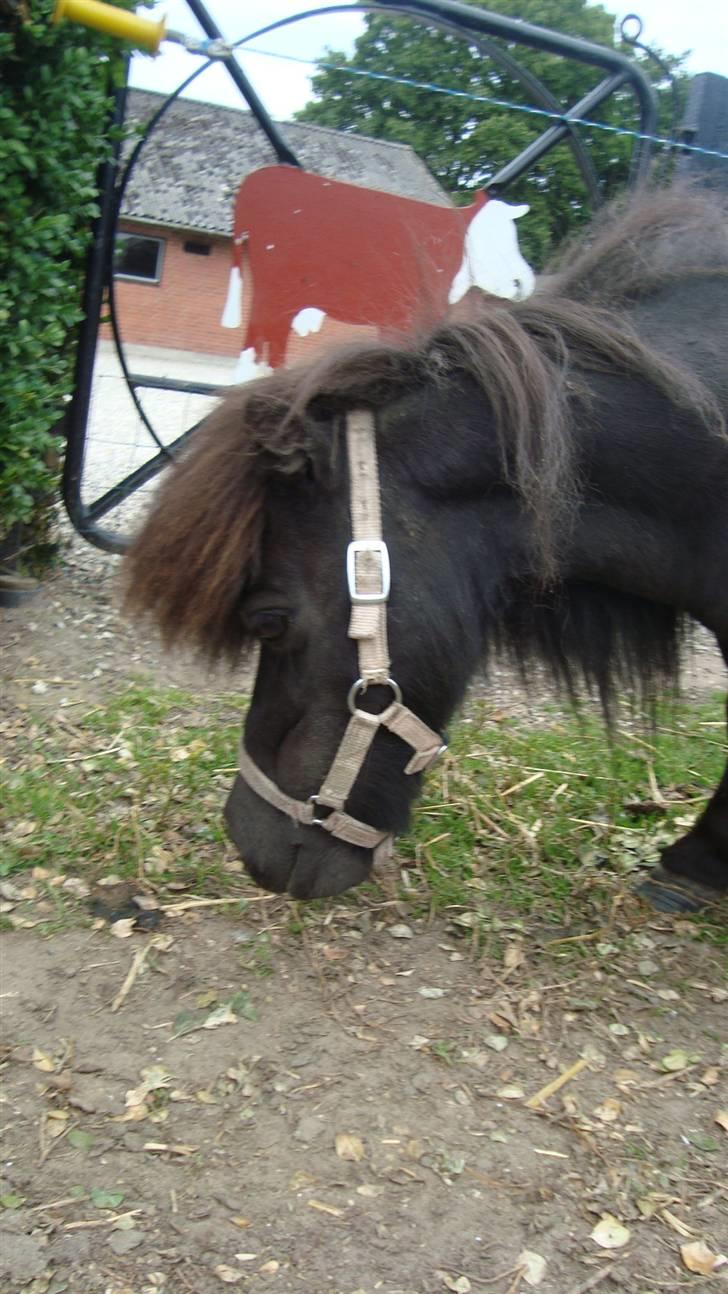 Miniature Lille Rosa* farmors pony* - jeg er sød ik? billede 13